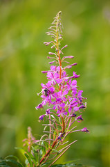 Fireweed, or rosebay willowherb.