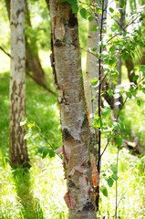Fototapeta premium Birches at summer.