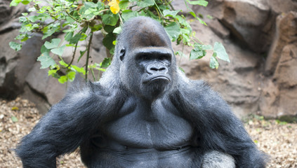 Gorilla making a serious face