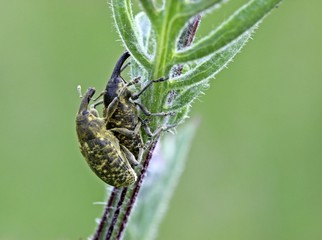 Rüsselkäfer(Larinus sturnus) bei der Paarung