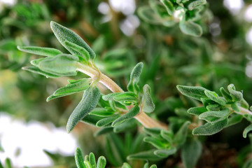 Fototapeta premium Macro Photo of Thyme Leaves and Stalk