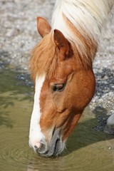 Pony, Domestic Horse (Equus caballus)