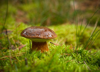 Boletus badius  or Xerocomus badius