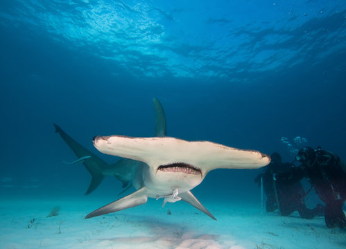 Great hammerhead and divers