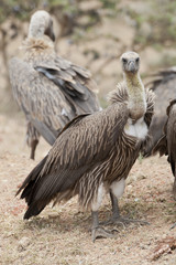 White-Backed Vulture