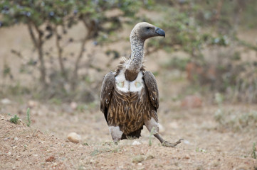 White-Backed Vulture