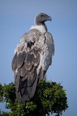 White-Backed Vulture