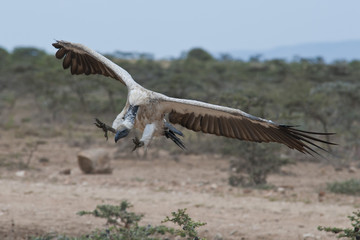 White-Backed Vulture Landing