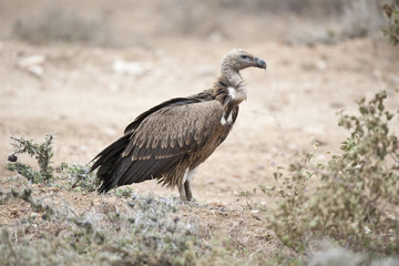 White-Backed Vulture