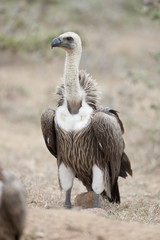 White-Backed Vulture