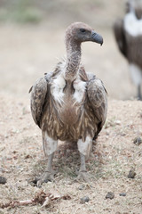 White-Backed Vulture