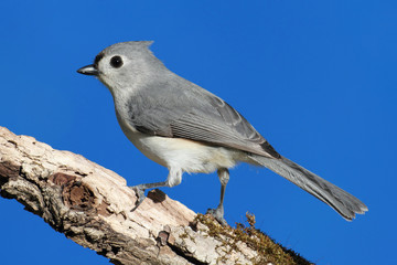 Bird On A Stick