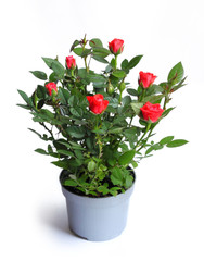 Fototapeta premium Miniature rose in a flower pot