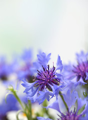 Beautiful cornflowers, outdoors