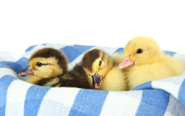 Cute ducklings on color fabric,  isolated on white