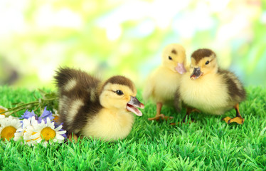 Cute ducklings on green grass, on bright background