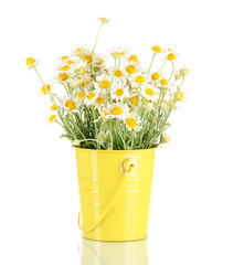 Many chamomile in bucket isolated on white