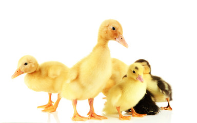 Cute ducklings, isolated on white