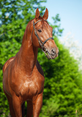 Fototapeta premium Spring portrait of chestnut Trakehner stallion