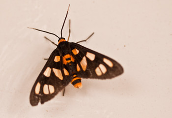Fototapeta na wymiar Australian colorful Tiger Moth