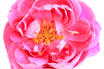 Tea rose close up