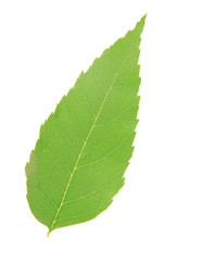 Green leaf isolated on white