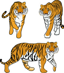 Hand drawn tiger vector