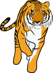 Hand drawn tiger vector