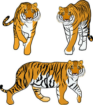 Hand drawn tiger vector