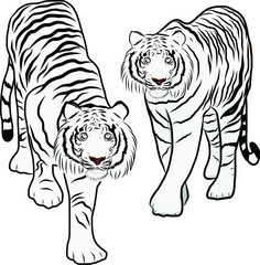 Hand drawn tiger vector