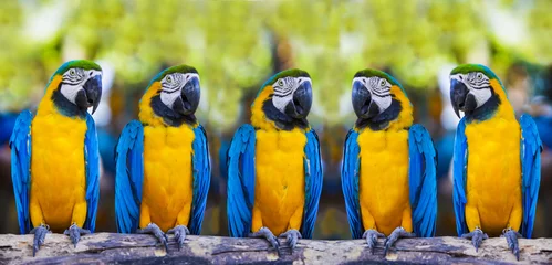 Poster de jardin Perroquet macaws sitting on log.