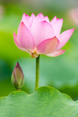 Obraz premium pink lotus