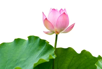 Afwasbaar Fotobehang Lotusbloem geïsoleerde roze lotus