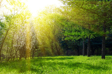 Sunny spring forest