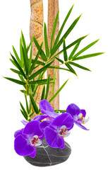 composition zen, orchidée sur galet et bambou