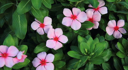beautiful Periwinkle in the garden