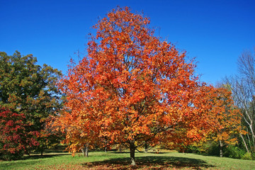 Colorful autumn leaves at Botanic garden in Chicago