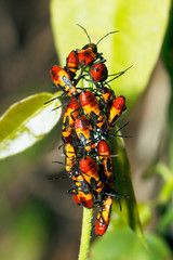 Close Up of a Large Milkweed Bug Nymphs (Oncopeltus fasciatus)