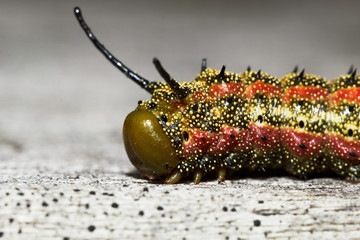 Naklejka premium Pink-striped Oak Worm Moth Caterpillar (Anisota virginiensis)
