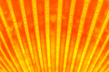 Obraz premium Close up of a glowing sea shell texture