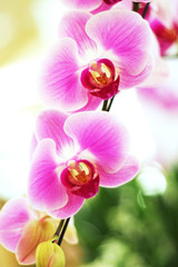 Obraz premium pink white phalaenopsis orchid