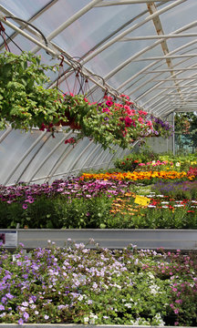 Flowers in the greenhouse