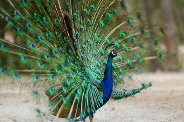 Obraz premium A peacock displaying his plumage