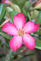 The Pink desert rose.