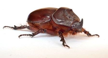 nasicornis insecte