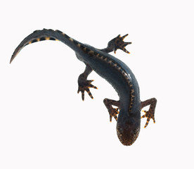 Bergmolch, Ichthyosaura alpestris