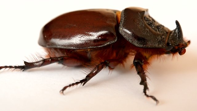 nasicornis insecte