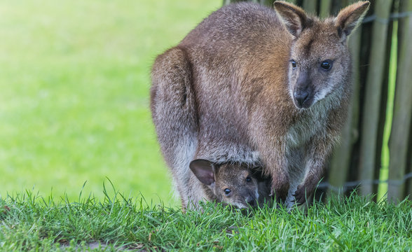 Mother wallaby with child