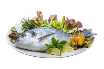 Fresh raw dorada