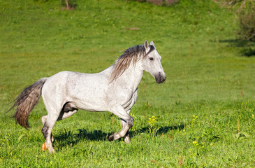 Fototapeta premium Gray Arab horse gallops on a green meadow